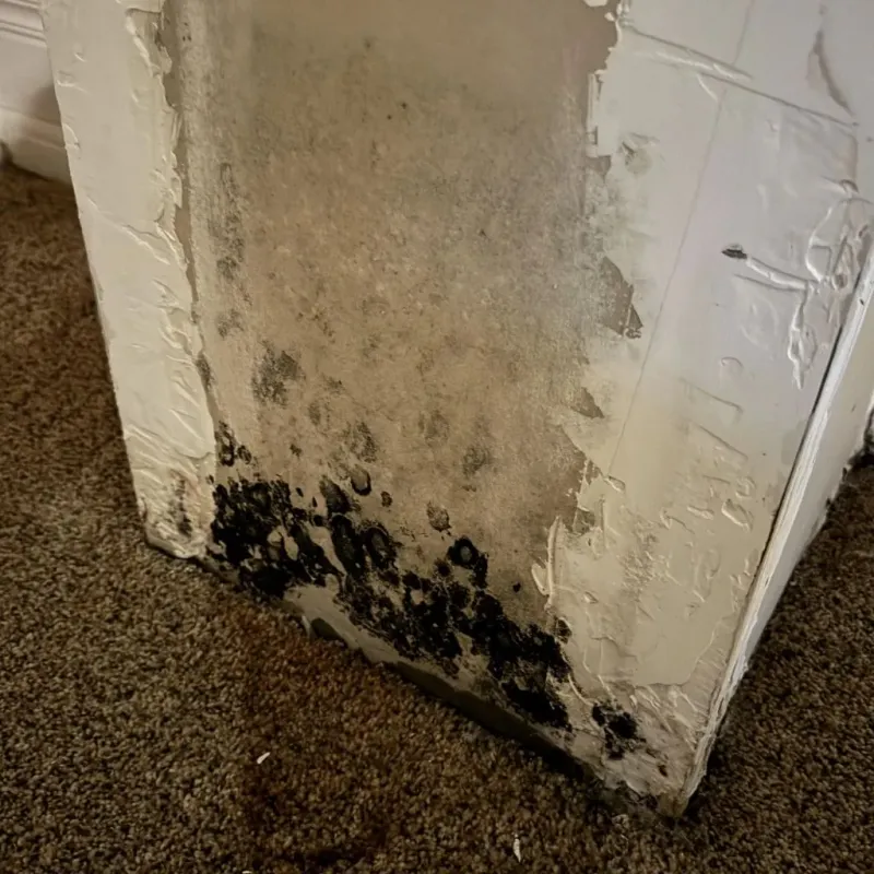 Professional Mold Removal in Milford, MI